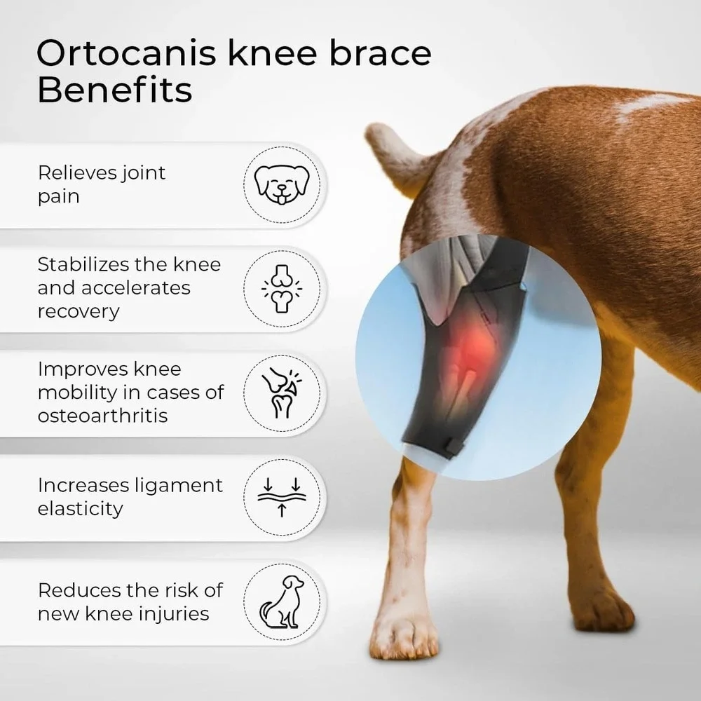 Large Size Dog Knee Brace for Right Hind Leg – Ortocanis ACL Support‎